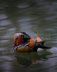 Mandarin Duck 3229