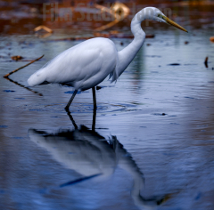 Great-White-Heron-Stalking-Waters-Of-Japan-Botanical-Garden-Pond-2023_06