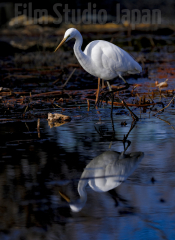 Great-White-Heron-Stalking-Waters-Of-Japan-Botanical-Garden-Pond-2023_18