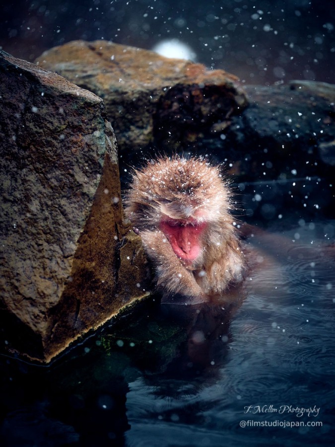 Snow-Monkey-Print-Onsen-What-Does-A-Snow-Monkey-Dream-About Snow-Monkey-Print-Onsen-What-Does-A-Snow-Monkey-Dream-About