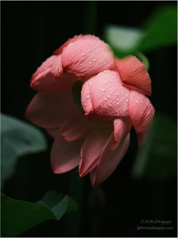 Glistening-Lotus