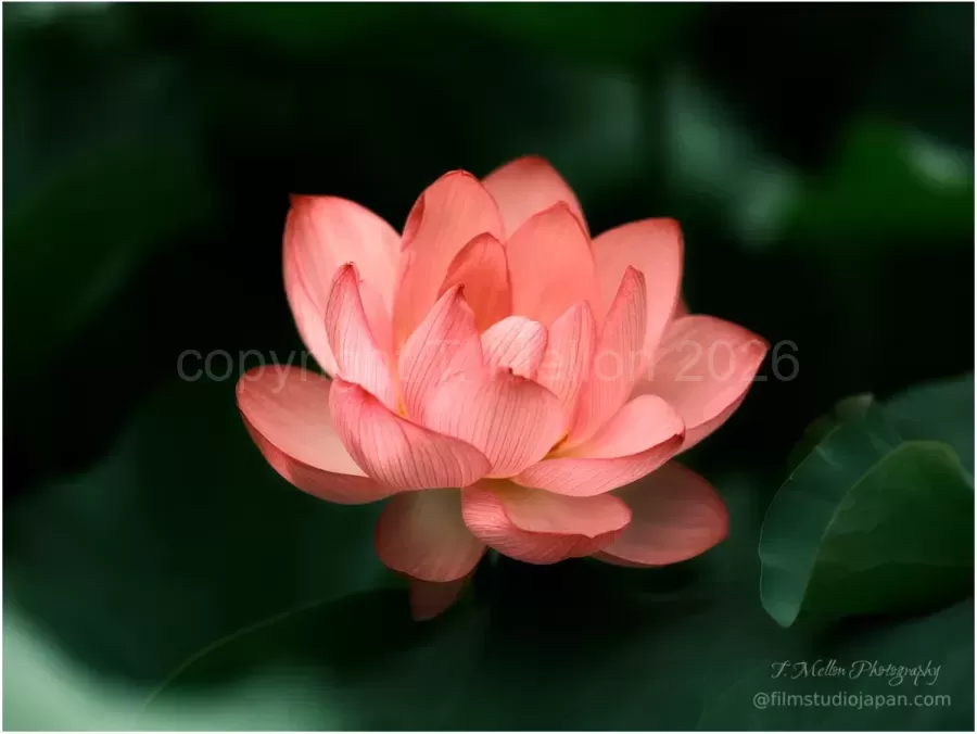 Blushing-Lotus
