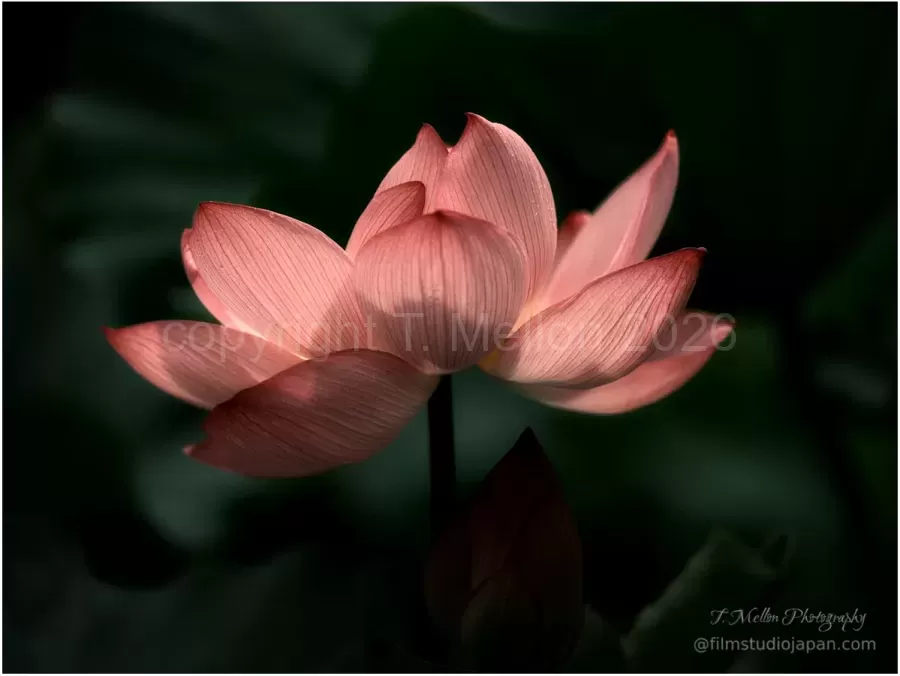 Glowing-Lotus-Bloom
