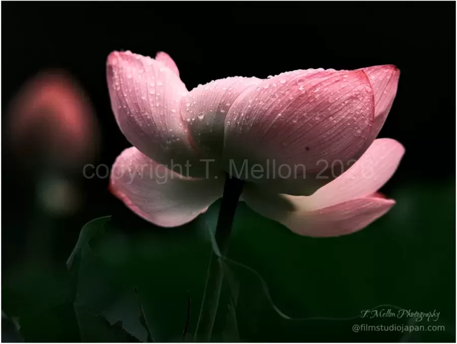 Lotus-Dewdrop