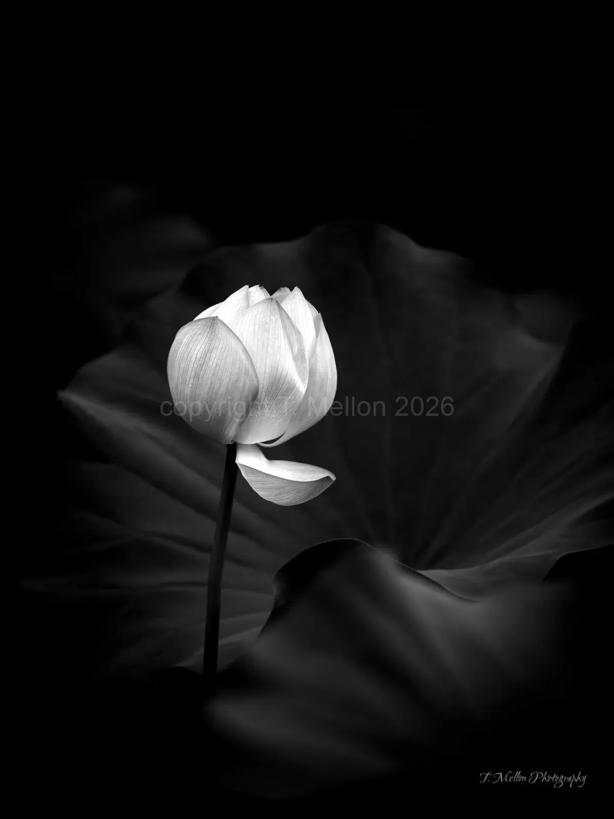 Lotus-Early-Departure-Limited-Monochrome