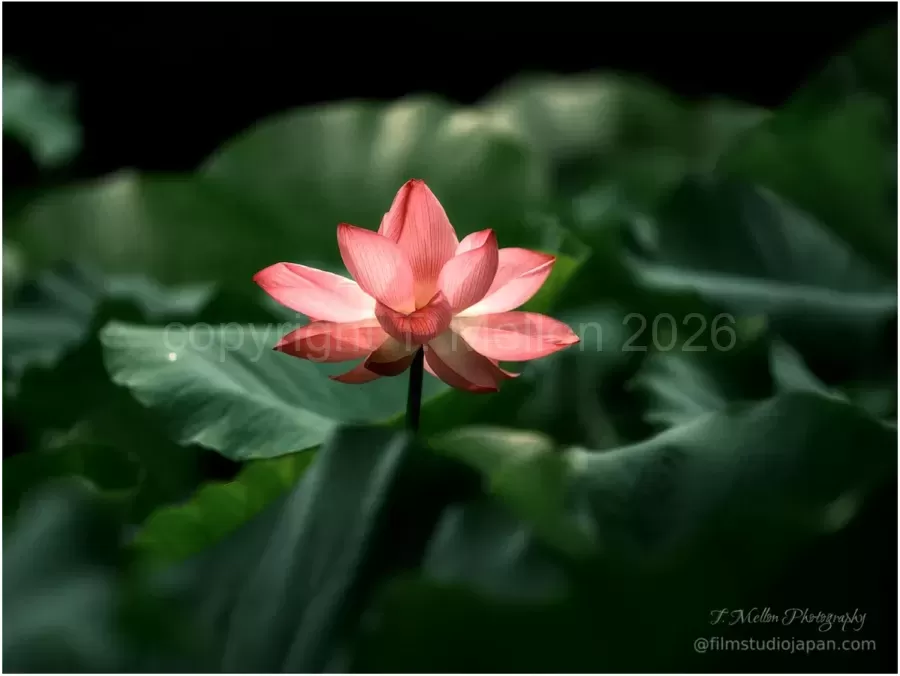 Lotus-Elegance
