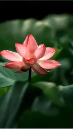 Lotus-Elegance