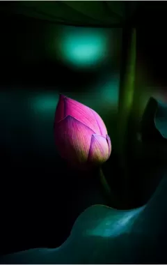 Lotus-Enigma