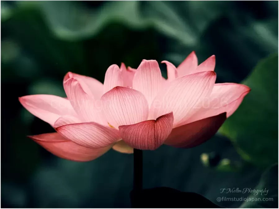 Lotus-Grandeur
