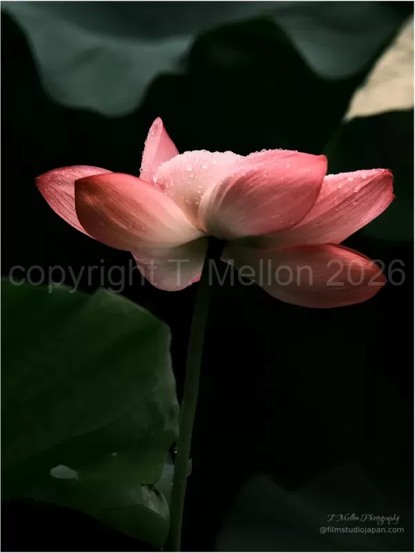 Lotus-Mist