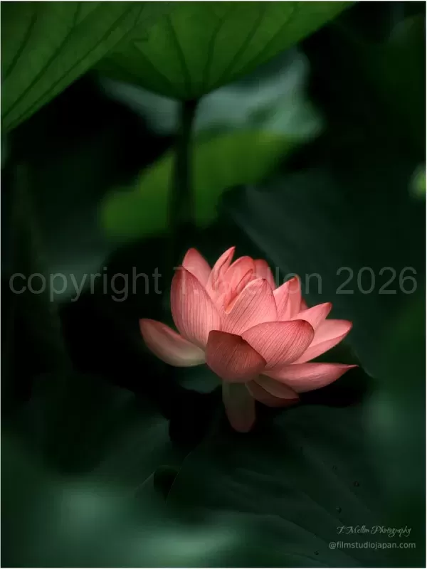 Lotus-Paradise