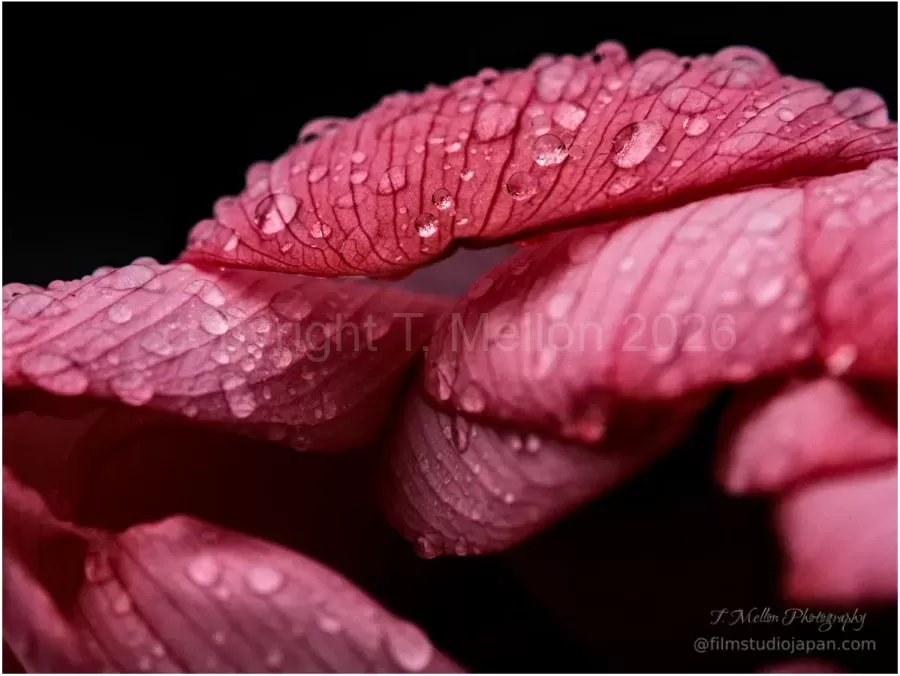 Lotus Rain Drops