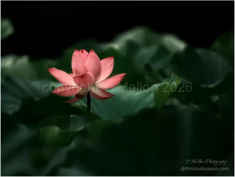 Lotus-Symphony