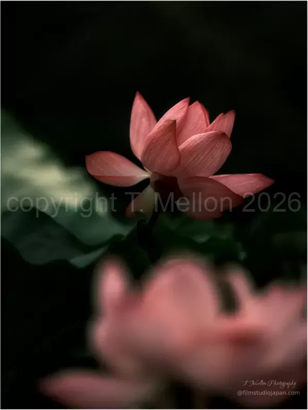 Lotus-Tranquility