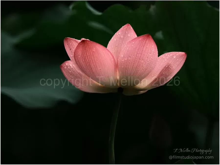 Lotus-Wonder