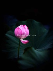 Lotus-of-the-Samurai-2 - Limited Edition of 10 worldwide (all sizes combined)