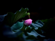 Lotus-of-the-Samurai-3 - Limited Edition of 10 worldwide (all sizes combined)