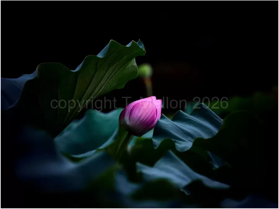 Velvet Lotus Sea