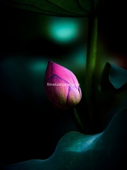 Lotus-of-the-Samurai - Limited Edition of 10 worldwide (all sizes combined)