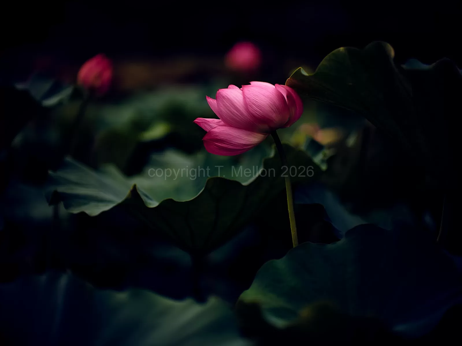 Silky-Lotus-Last-Light-of-the-Day