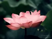 TDM83651 - Limited Edition of 10 worldwide (all sizes combined)