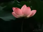 TDM84660 - Limited Edition of 10 worldwide (all sizes combined)