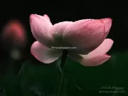 TDM84688_01 - Limited Edition of 10 worldwide (all sizes combined)