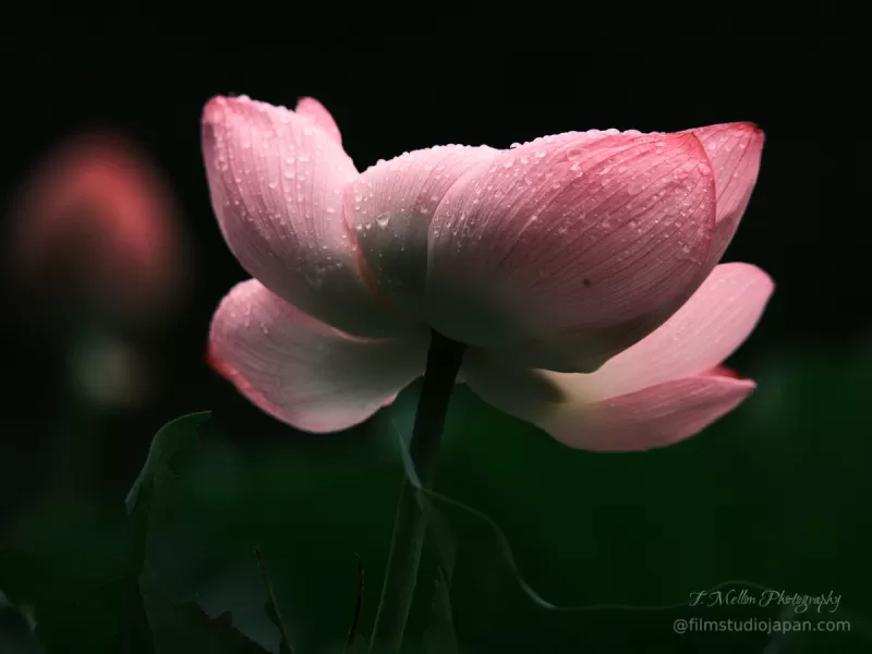 TDM84688_01