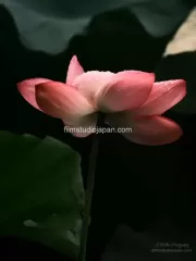 TDM84701 - Limited Edition of 10 worldwide (all sizes combined)