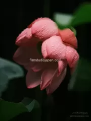 Glistening Giant Lotus Flower After Rainfall - Limited Edition of 10 worldwide (all sizes combined)