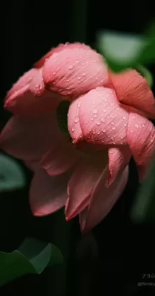 Glistening Lotus Glistening Lotus