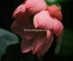 Glistening Giant Lotus Flower After Rainfall - Limited Edition of 10 worldwide (all sizes combined) Glistening Giant Lotus Flower After Rainfall - Limited Edition of 10 worldwide (all sizes combined)