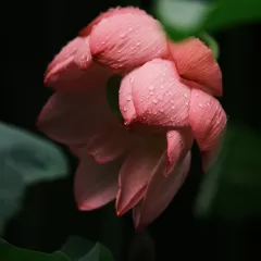 Giant Lotus Flowers of Japan Medium Format Photography Prints
