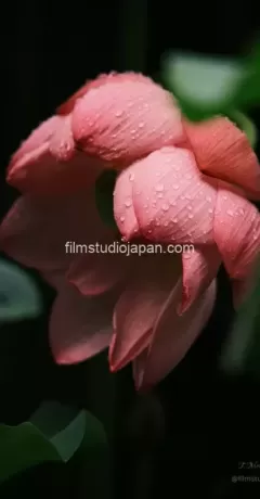 Glistening Giant Lotus Flower After Rainfall - Limited Edition of 10 worldwide (all sizes combined)