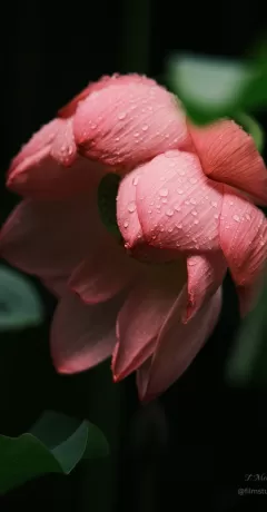 Glistening Giant Lotus Flower After Rainfall - Limited Edition of 10 worldwide (all sizes combined)