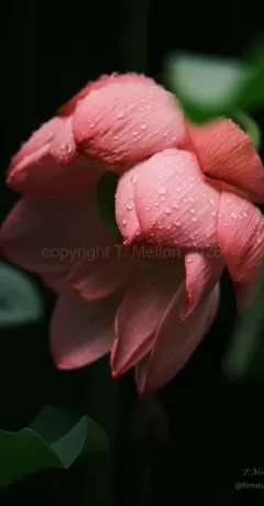 Glistening Lotus