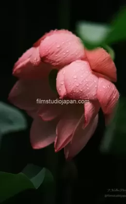 Glistening Giant Lotus Flower After Rainfall - Limited Edition of 10 worldwide (all sizes combined)