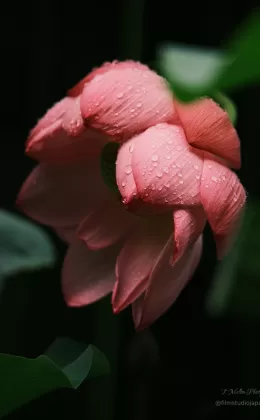 Glistening Giant Lotus Flower After Rainfall - Limited Edition of 10 worldwide (all sizes combined)