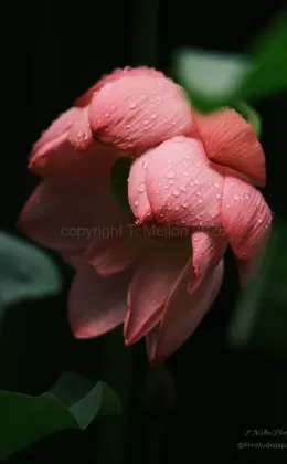 Glistening Giant Lotus Flower After Rainfall - Limited Edition of 10 worldwide (all sizes combined)