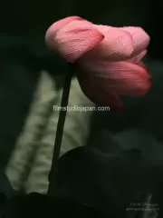 Time to Wake- Giant Lotus - Limited Edition Series - Limited Edition of 10 worldwide (all sizes combined)