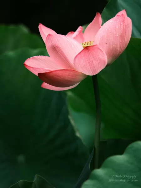 Giant Lotus Flower in Bloom - Limited Edition Series