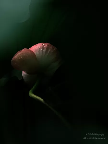 "The Giant Lotus Pod" - Limited Edition Series