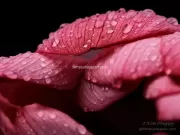 TDM84919_04 - Limited Edition of 10 worldwide (all sizes combined)