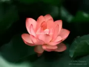 TDM85028_01 - Limited Edition of 10 worldwide (all sizes combined)