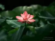 TDM85030 - Limited Edition of 10 worldwide (all sizes combined)