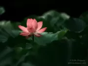 TDM85031 - Limited Edition of 10 worldwide (all sizes combined)