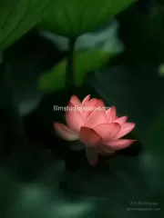 TDM85041 - Limited Edition of 10 worldwide (all sizes combined)