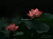 TDM85049 - Limited Edition of 10 worldwide (all sizes combined)