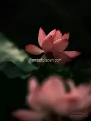 TDM85050 - Limited Edition of 10 worldwide (all sizes combined)