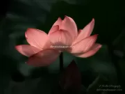 TDM85051 - Limited Edition of 10 worldwide (all sizes combined)